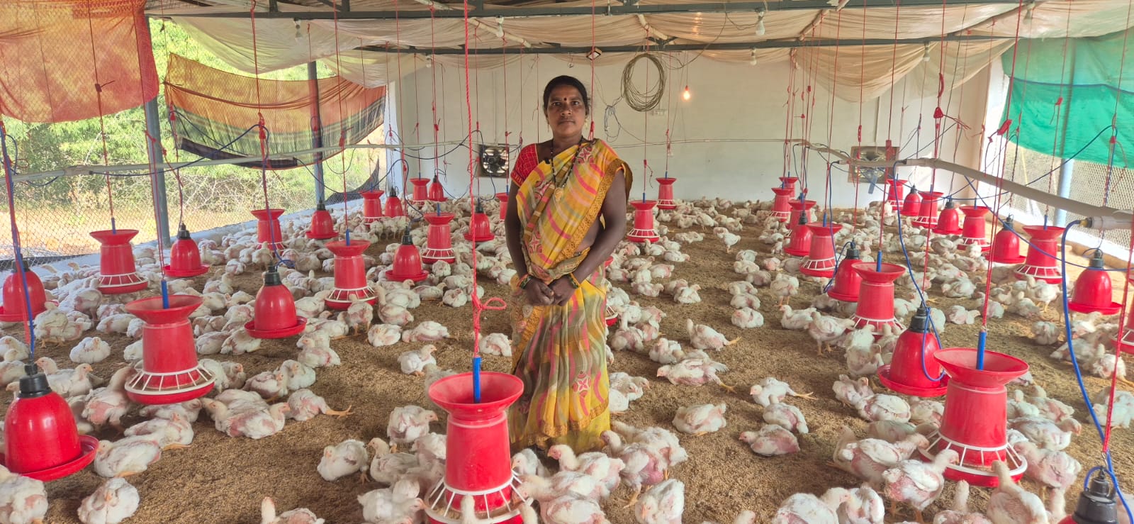   मोहला : कुक्कुट पालन से बदली पुष्पा की जिंदगी, डीएमएफ मद से मिली 5.50 लाख की सहायता…