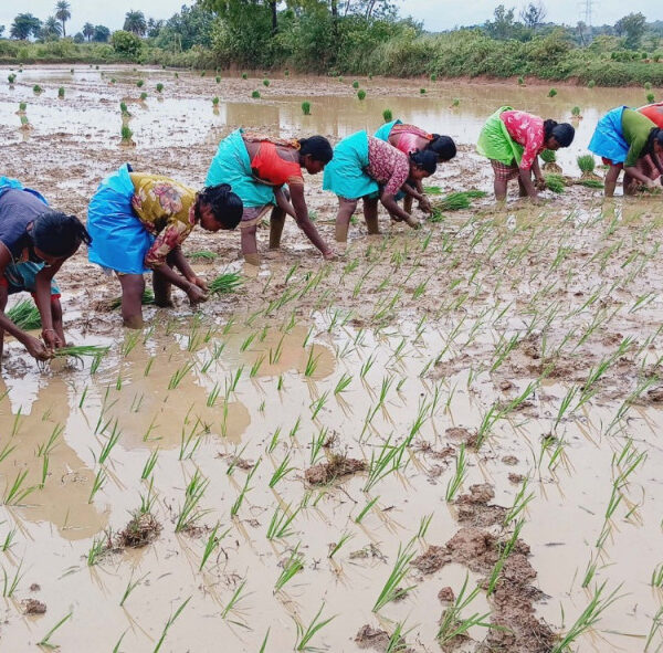 किसानों के लिए मददगार विष्णु देव साय सरकार: रायगढ़ के 33 हजार किसानों को मिली 113.47 करोड़ रुपए की अग्रिम सहायता…