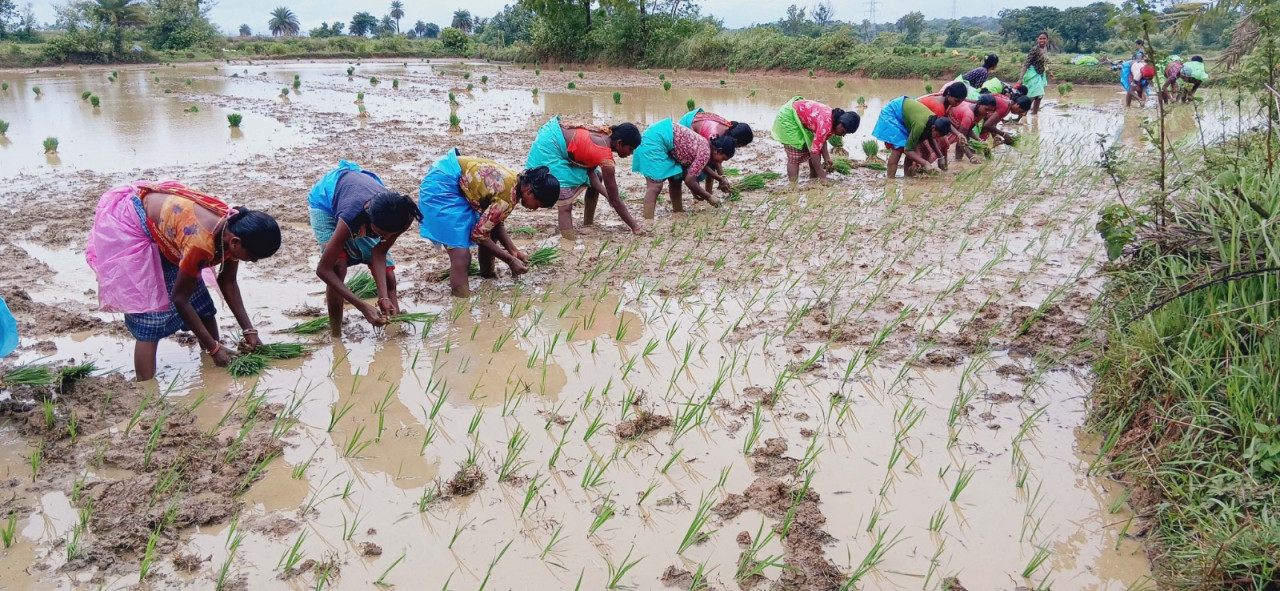किसानों के लिए मददगार विष्णु देव साय सरकार: रायगढ़ के 33 हजार किसानों को मिली 113.47 करोड़ रुपए की अग्रिम सहायता…
