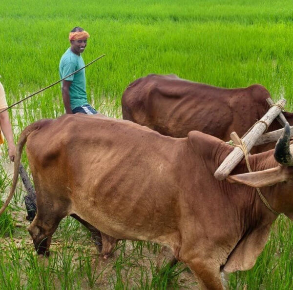अपनी माटी और खेती-किसानी से मुख्यमंत्री विष्णु देव साय का आत्मीय जुड़ाव